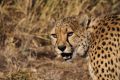 2012-07-14 Namibia 170 - Amani Lodge - Game Drive - Gepard